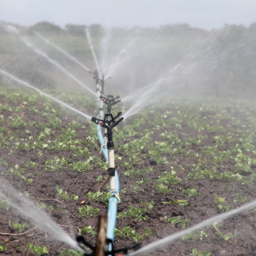 Soil and irrigation
