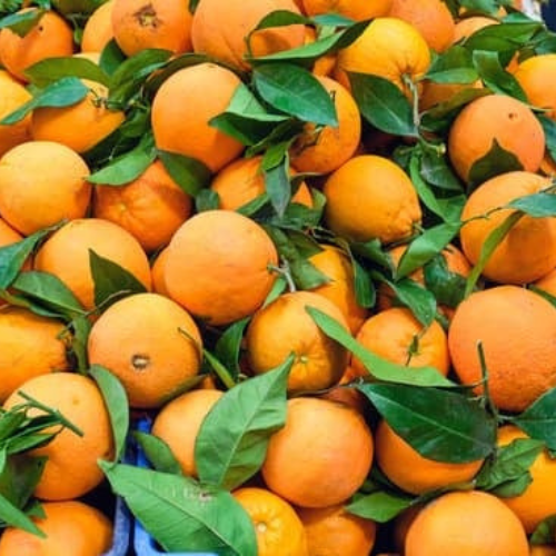 Mandarin Suppliers Spain