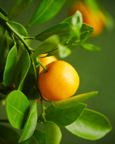 Citrus fruits grown in Spain