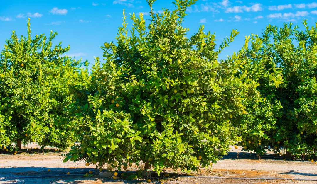 Top 10 fruits grown in Spain