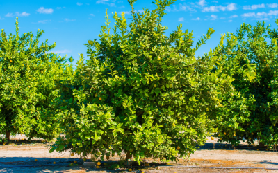Top 10 Fruits Grown in Spain
